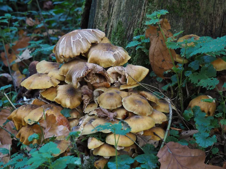 Vagevuurbos an Lippensgoed-Bulskampveld (Belgium)